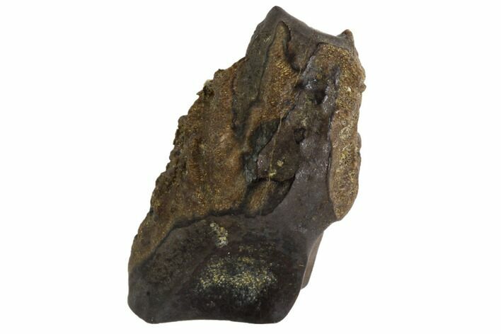 Triceratops Shed Tooth - Montana #93159